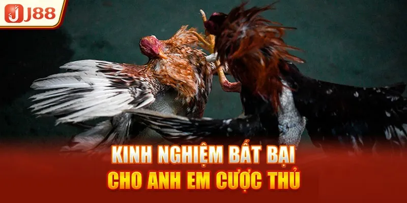 Kinh nghiệm bất bại dành cho hội viên chơi đá gà