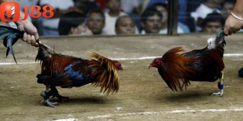 Cược thủ nên đặt cược trận đấu với số vốn đang có