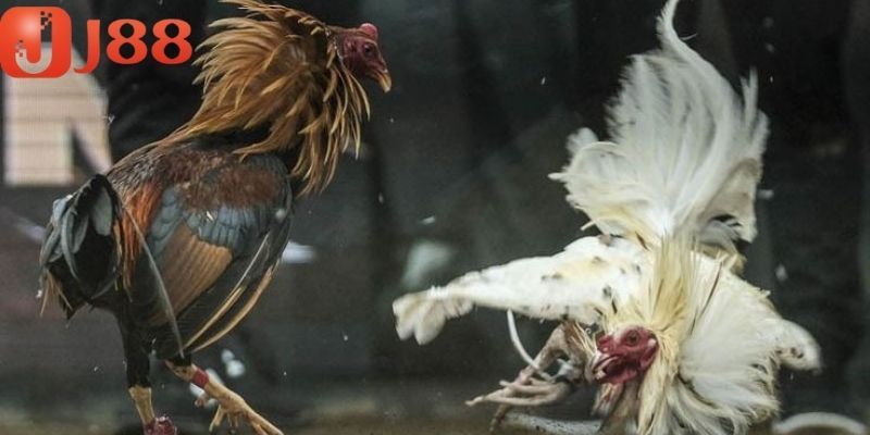 Đá gà trực tiếp là một hình thức được nhiều người chuộng