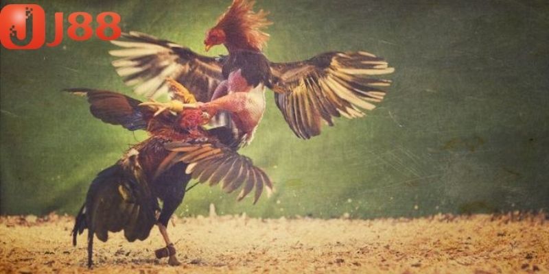 Người chơi cảm nhận được từng cú đá nổi trội